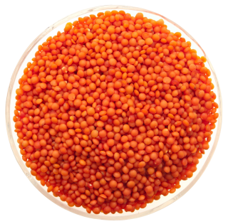 Les lentilles rouges en cuisine : saison, diététique et préparation