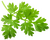 cerfeuil