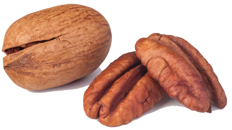 La noix de pécan en cuisine : saison, diététique et préparation