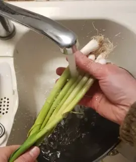 Omelette à l’aillet