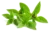 basilic thaï doux