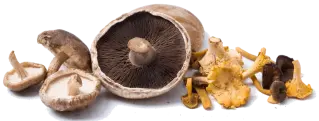 champignon