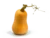 courge butternut