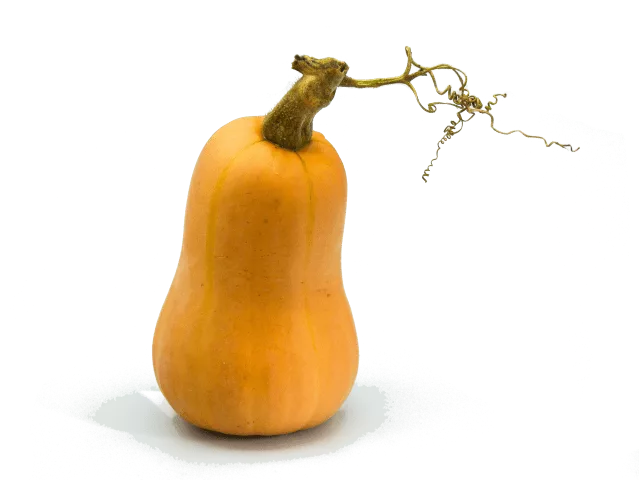 La courge butternut en cuisine : saison, diététique et préparation La courge butternut en cuisine : saison, diététique et préparation