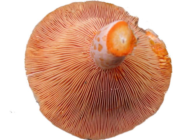 Le champignon sanguin en cuisine : saison, diététique et préparation Le champignon sanguin en cuisine : saison, diététique et préparation