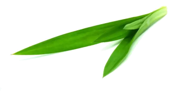 pandan Feuile de Pandan