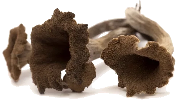 Le champignon trompette de la mort en cuisine : saison, diététique et préparation Le champignon trompette de la mort en cuisine : saison, diététique et préparation