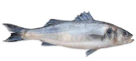 Bar ou Loup de mer