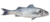 Loup de mer