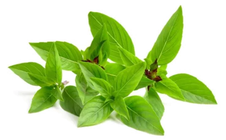 Basilic thaï "doux"