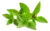 basilic thaï doux