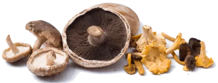 Champignon assortiment