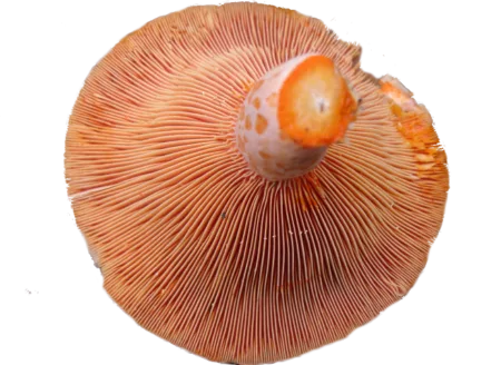 Lactaire délicieux