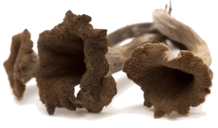 Champignon Trompette de la Mort