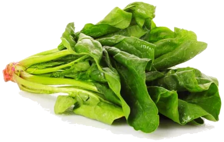 Epinards adultes